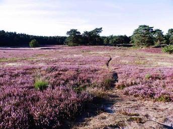 5 Tage Lüneburger Heide-Auszeit zwischen Hamburg & Bremen inkl. Halbpension