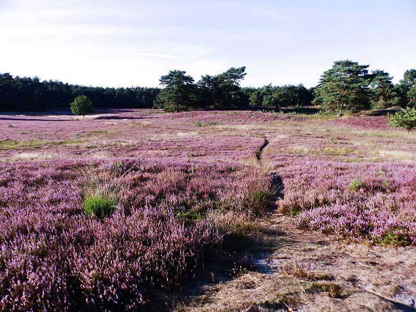 4 Tage Lüneburger Heide-Auszeit zwischen Hamburg & Bremen inkl. Halbpension