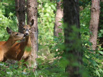 3 Tage Schwarzwaldurlaub in Todtmoos