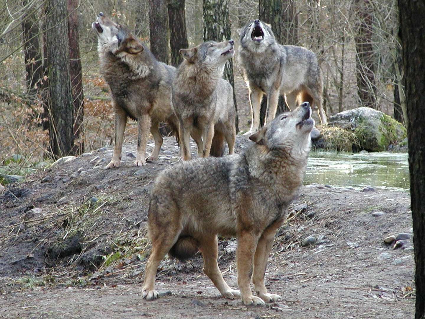 Ein tierisches Abenteuer - Familienurlaub am Inselsee inkl. Eintritt in den Wildpark