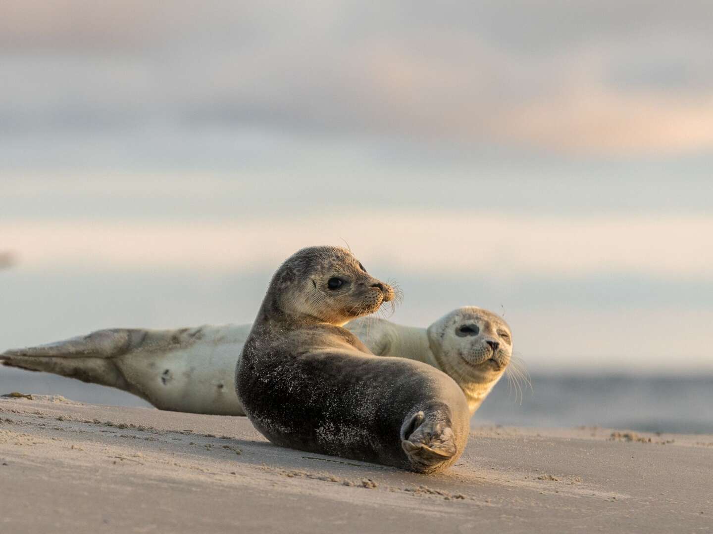 Geniessertage an der Nordsee im Kleinen Hans