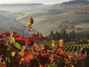 Über Stock & Stein - Wanderurlaub in der Pfalz