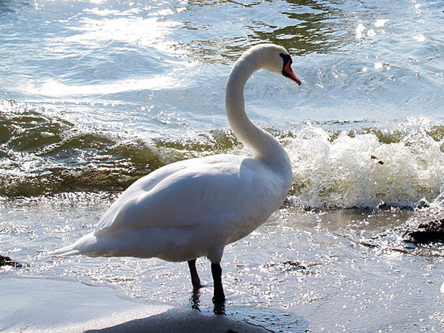 4 Tage Auszeit auf Usedom in Wolgast inkl. Abendessen