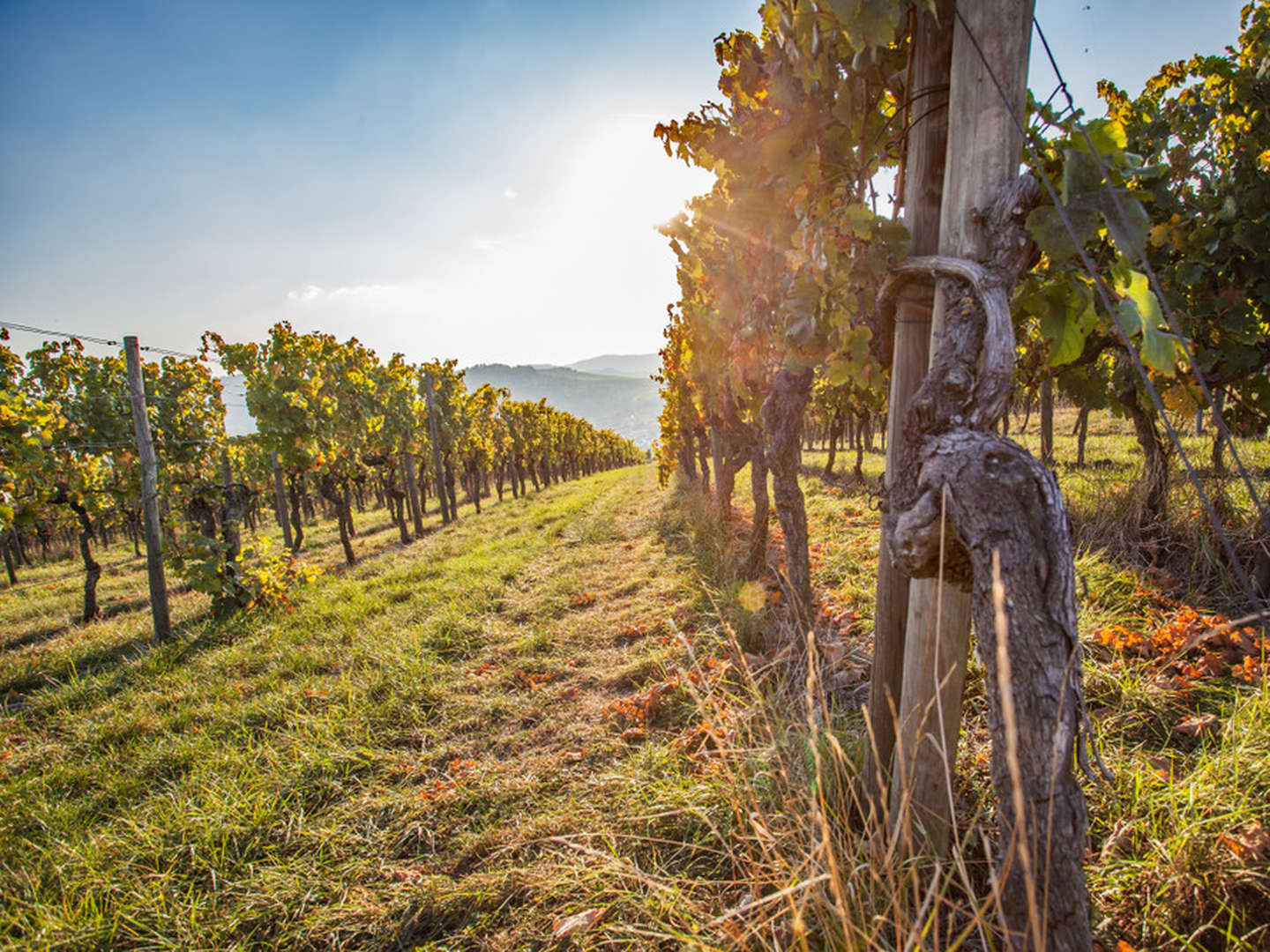 Wandern durch die Weinberge im Remstal bei Stuttgart 6 Tage