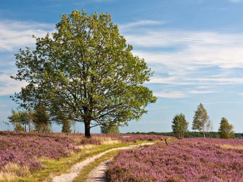 Gourmetträume -  Verwöhn-Auszeit in der Lüneburger Heide