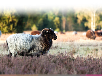 Thermen - Auszeit in der Lüneburger Heide