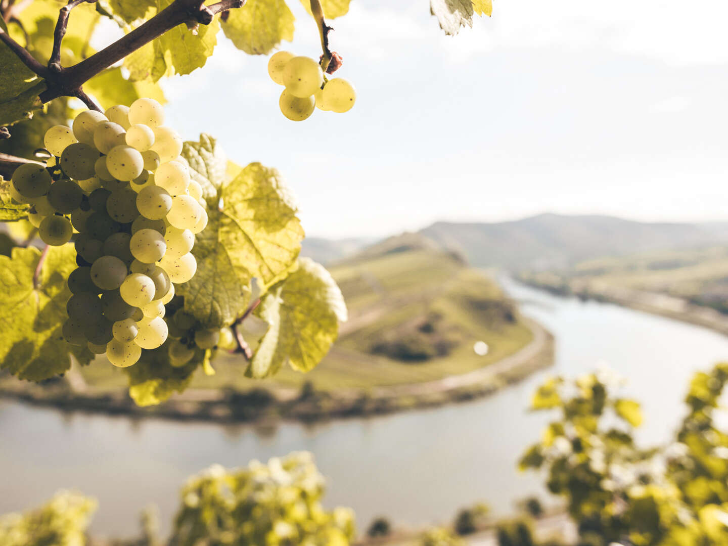 Drei Schnuppertage an der Mosel inkl. Weinpräsent 