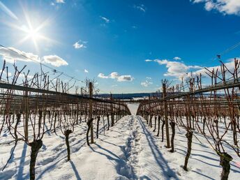 Drei Prickelnde Sommernächte am Bodensee