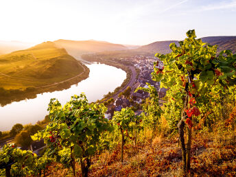 Urlaub beim Winzer an der Mosel