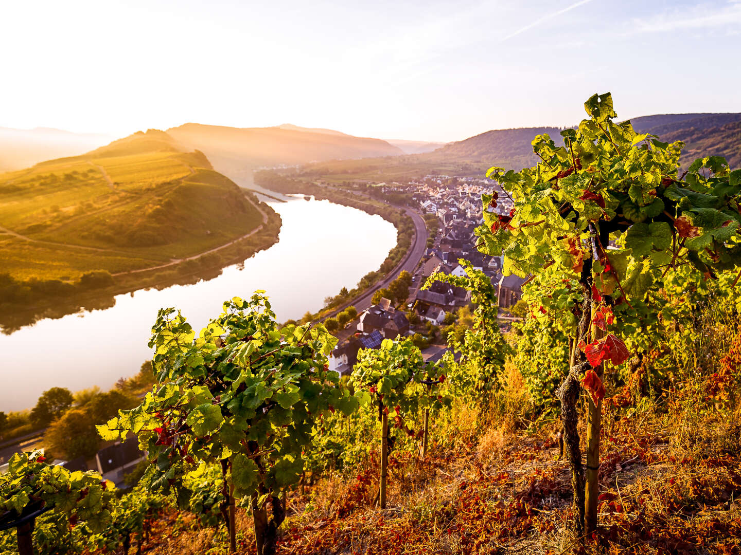 Urlaub beim Winzer an der Mosel 2