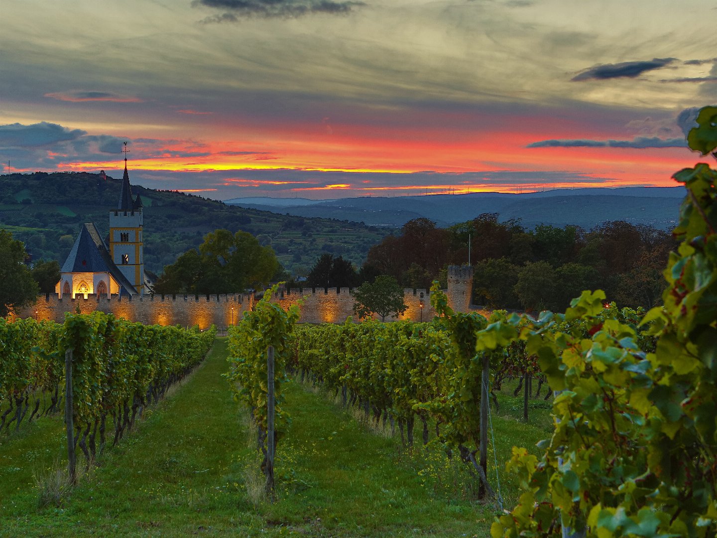 Vino Tage in Rheinhessen