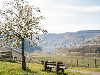 Entspannte Herbsttage an der Mosel | 5 Tage