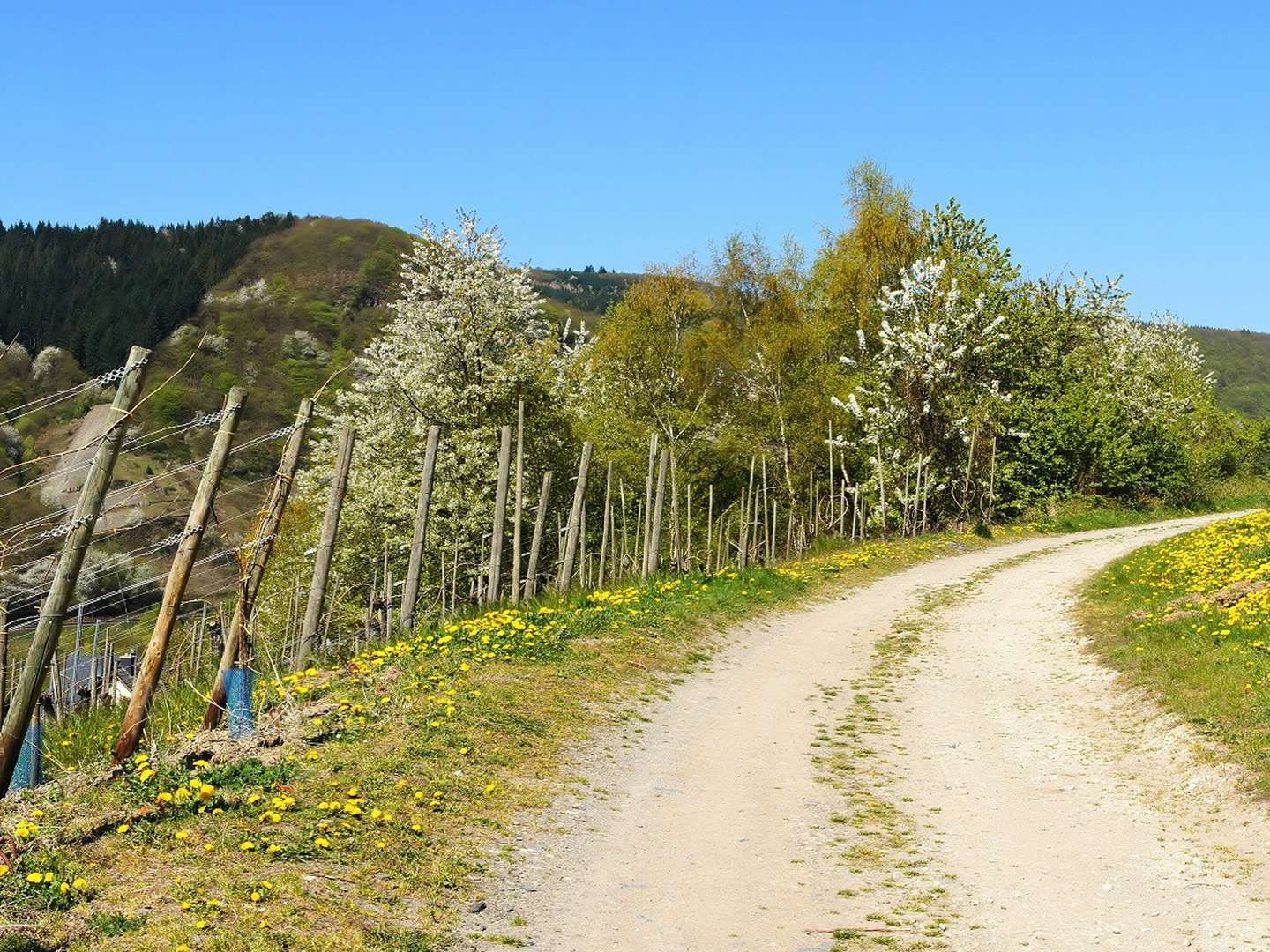 Winterurlaub an der Mosel 4 Tage inkl. 4-Gang Genuss-Menü