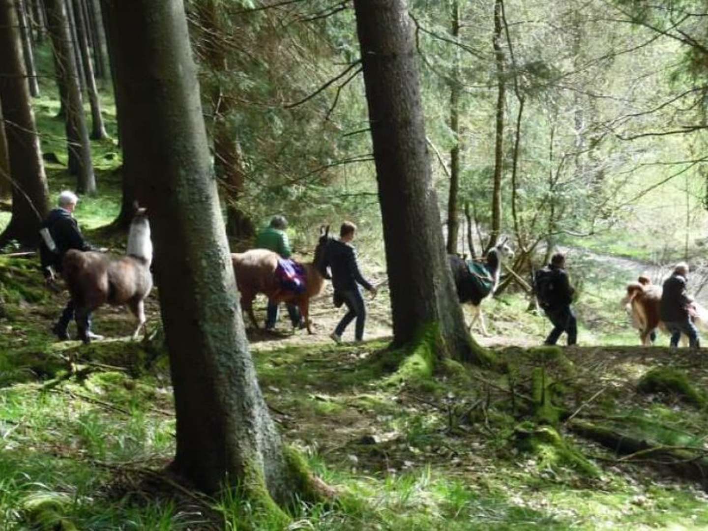 Kurzurlaub - Wandern am Rothaarsteig mit Abendessen