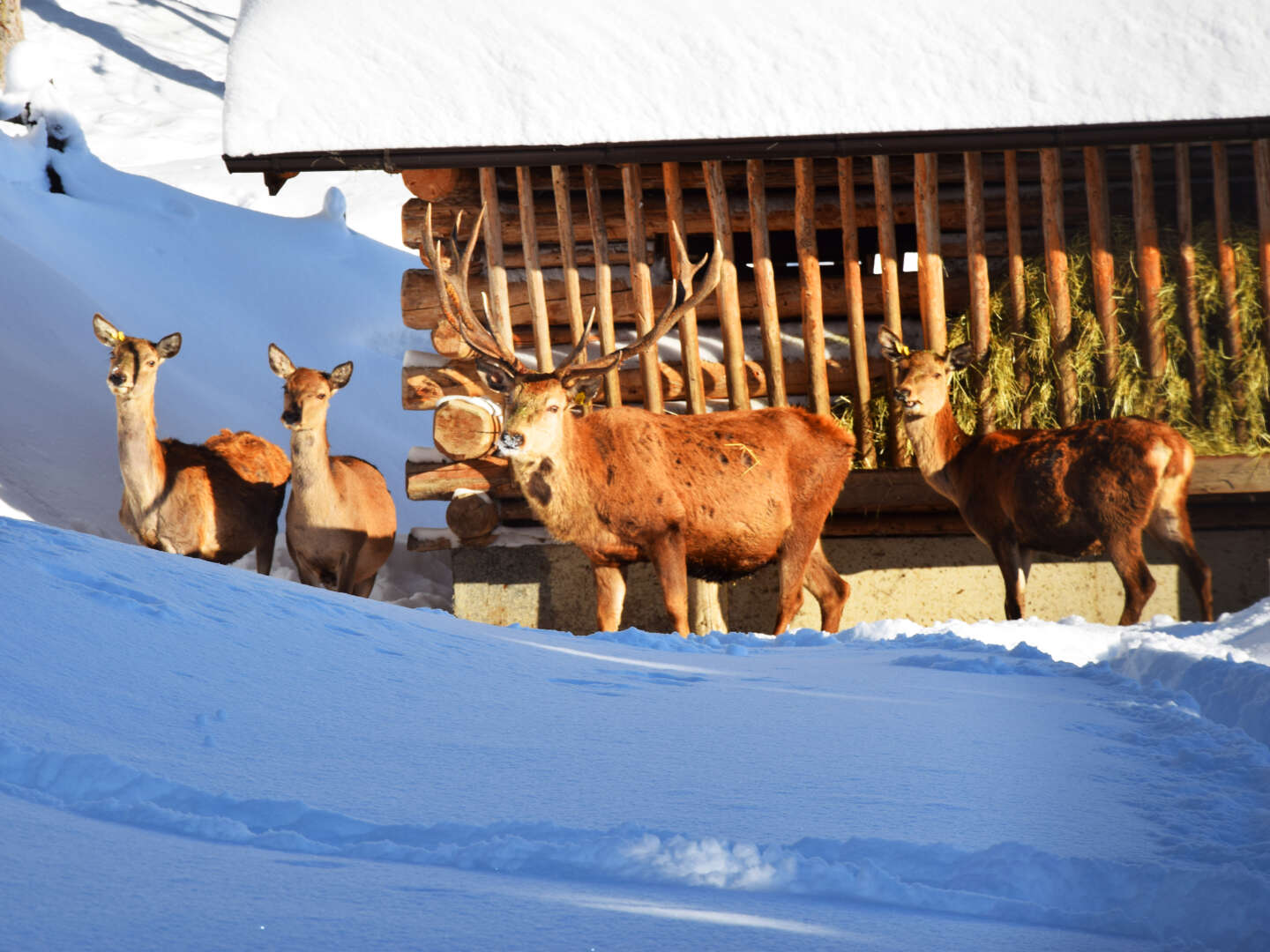 Winterstille trifft Herzenswärme zur Adventzeit in Saalbach Hinterglemm 