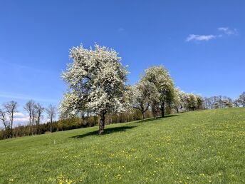 Relax Auszeit inkl. Kulinarik & Naturbadeteich | 2 Nächte