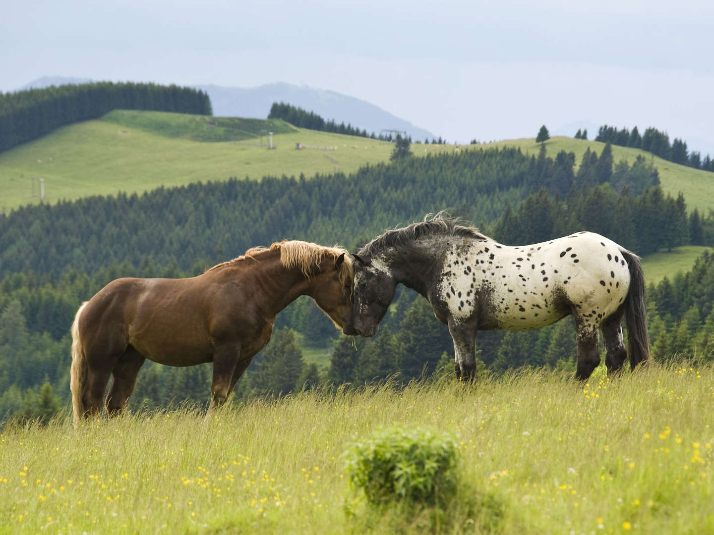 Lastminute/April Ländliche Harmonie & gelebte Tradition im Landhotel in der Oststeiermark | 5 Tage 