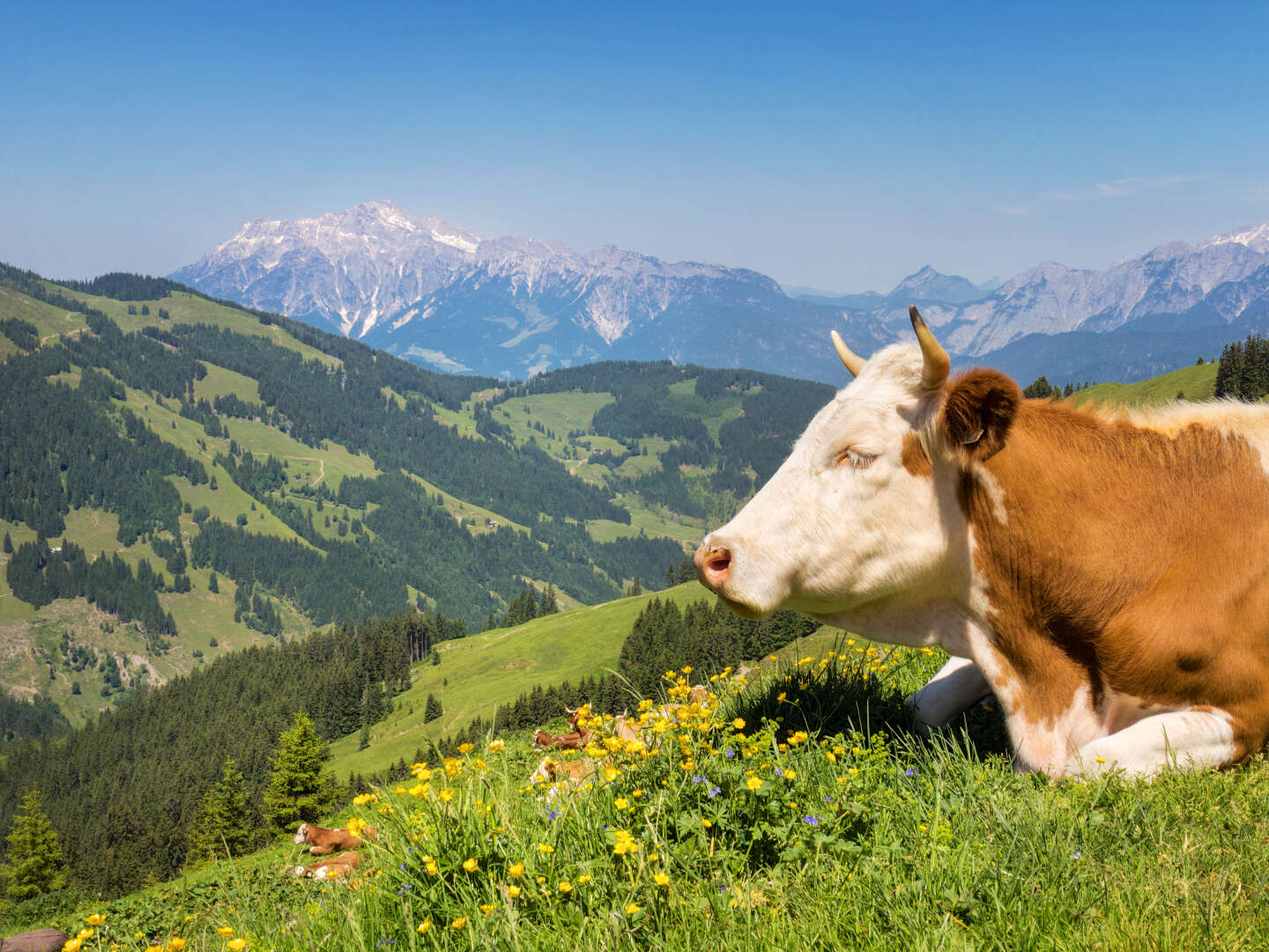 Genussurlaub - Salzburg von der schönsten Seite erleben inkl. Sommer Card | 7 Nächte