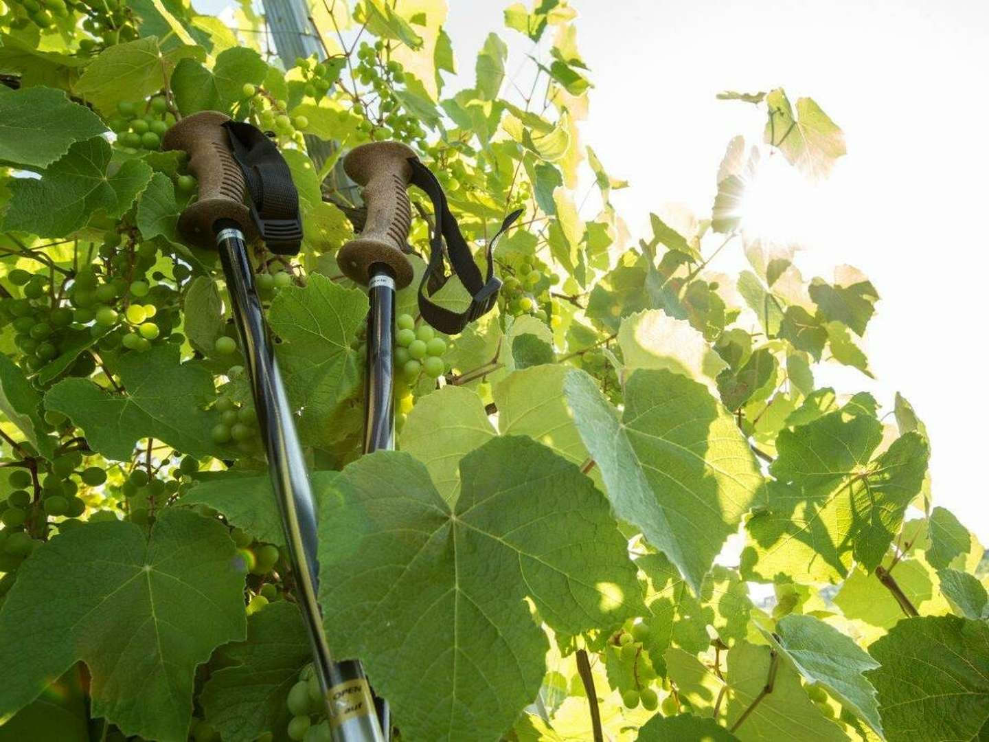 4 Tage Auszeit im steirischen Panoramahof Loipersdorf inkl. Eintritt in das Fitnessstudio