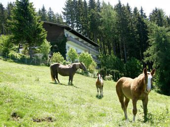 Natur pur - Energietanken auf der Alm in Kärnten | 4 Nächte