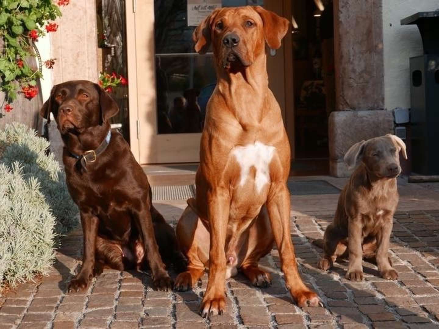 Doggydays - Urlaub mit Ihren Vierbeiner in Salzburg & Umgebung | 5 Nächte