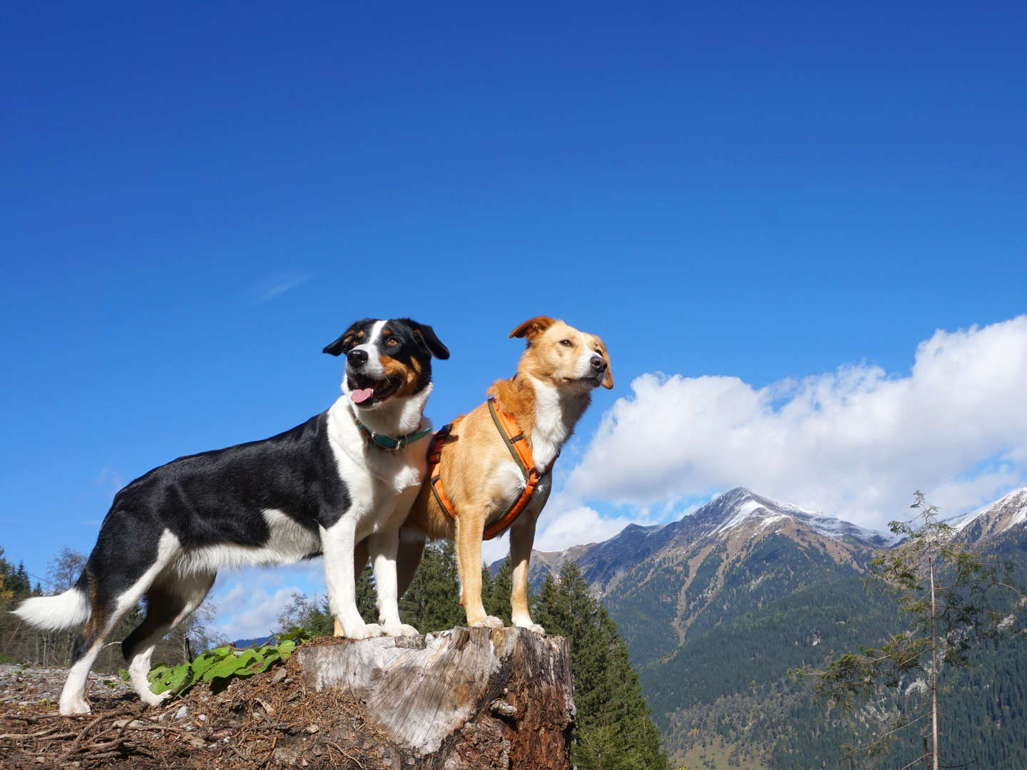 Bed & Breakfast - Zwischenstopp in Bad Gastein am Alpe-Adria-Radweg | 1 Nacht