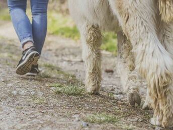 Wandern mit Erlebnisfaktor! | Geführte Alpakawanderung durch das Grazer Schöcklland | 4 Tage