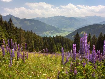 Freiberg´s Kurztrip - direkt am Zeller See inkl. Kulinarik & Sommerkarte | 5 Nächte