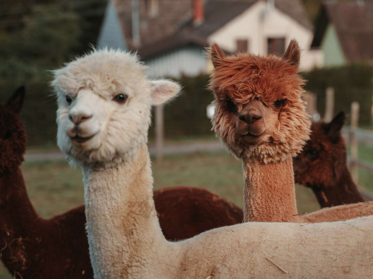 Tierischer Genuss - Freiraum Alpaka Wanderung