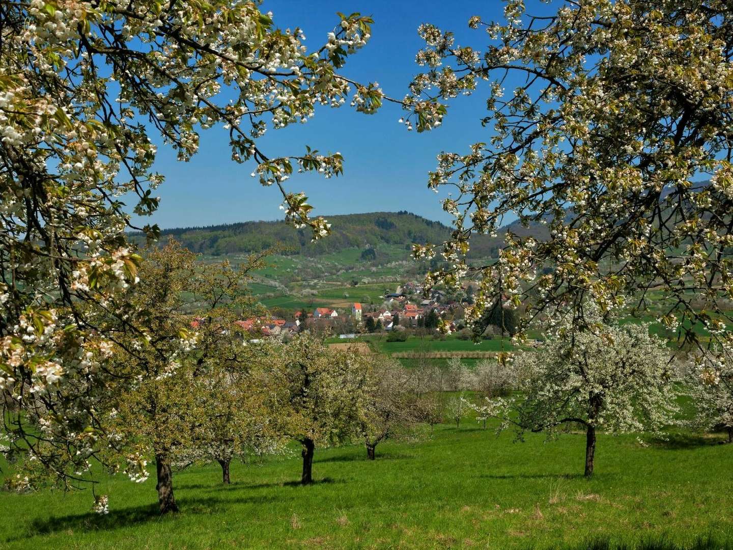 Schönes Land in Sicht! 3 Tage mit dem Fahrrad durchs Markgräflerland 