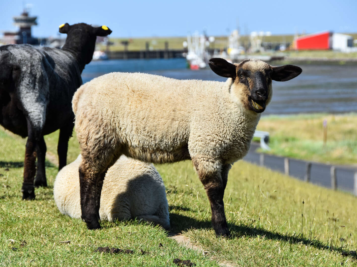 In bester Lage Büsums & ganz nah der Nordsee