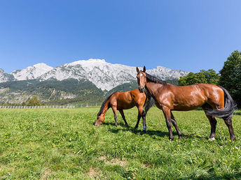 Kurzurlaub mit Ihrem Vierbeiner in Tirol | 3 Nächte