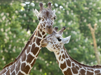 Tierisch gut - Kurzurlaub Wien mit Tiergarten Schönbrunn | 4 Nächte