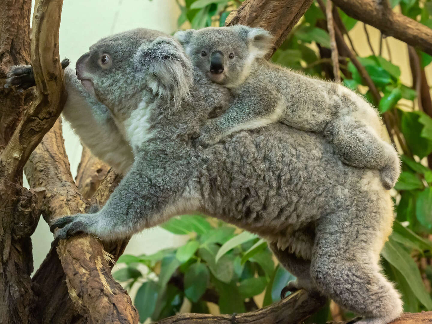 Tierischer Städteurlaub in Wien inkl. Tiergarten Schönbrunn | 2 Nächte