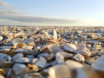 Kurzurlaub an der Ostsee in Swinemünde | 5 Tage mit HP  