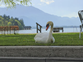 Zauberhafte Auszeit direkt am Wolfgangsee | 5 Nächte