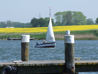 Schupper-Frühjahr an der Schlei