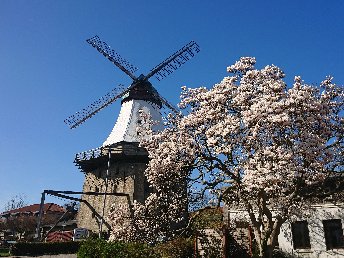 Schupper-Frühjahr an der Schlei