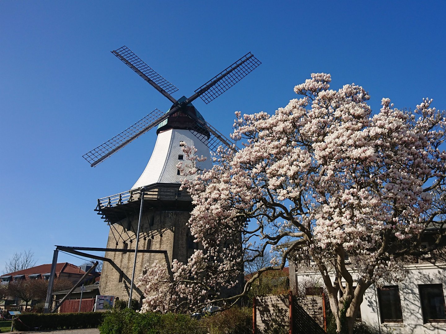 Schupper-Frühjahr an der Schlei