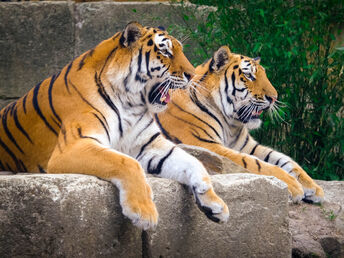 Sommerzeit in der Tierwelt vom Zoo Hannover - 2 Tage