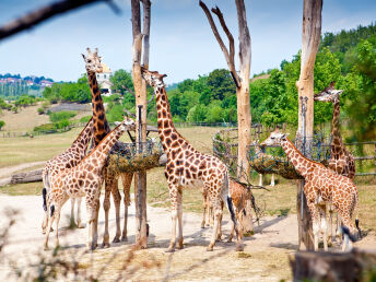 Die Welt der Tiere entdecken im Zoo Prag | 3 Tage