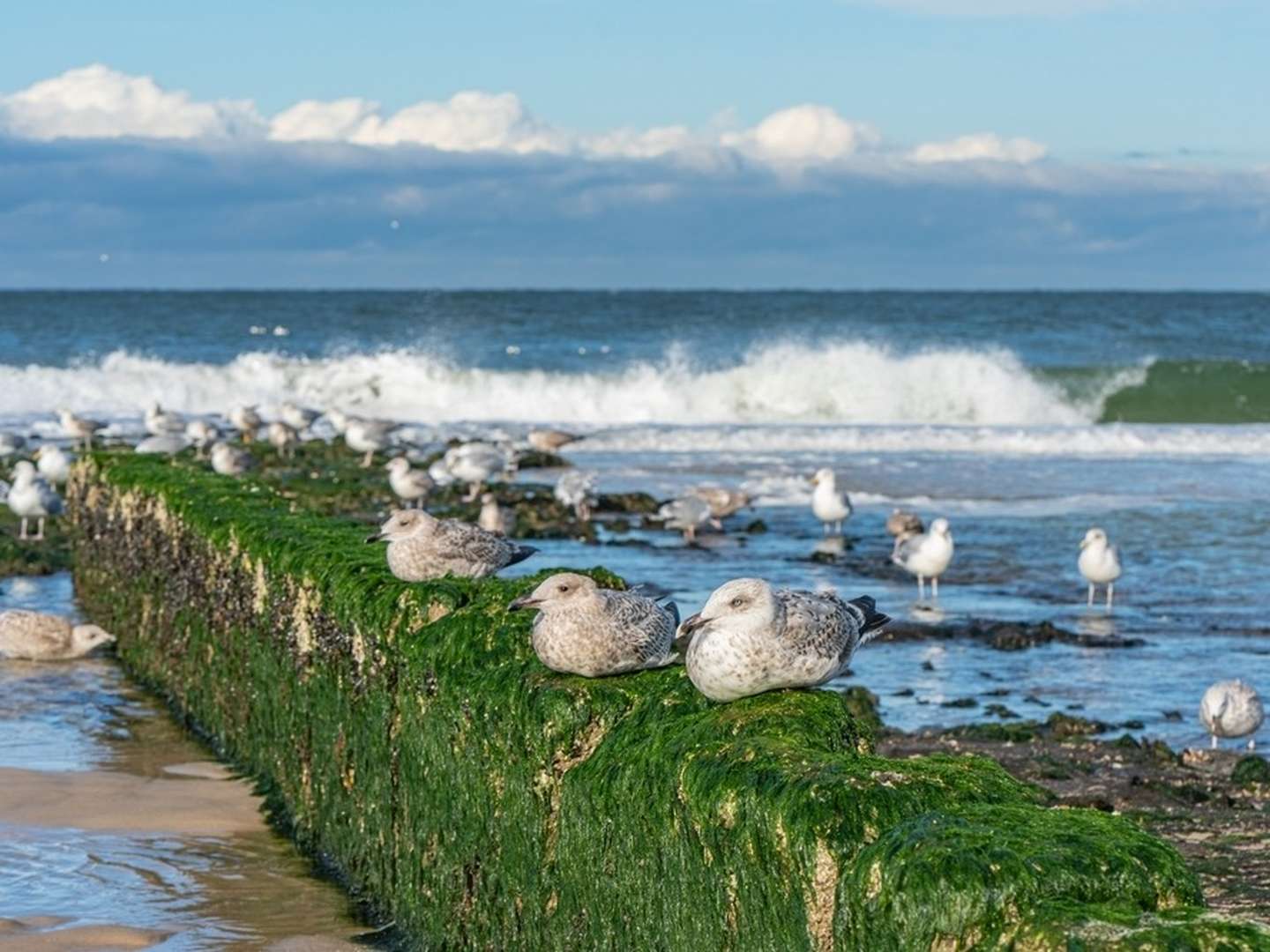 Sylt entdecken inkl. 1 x Abendessen