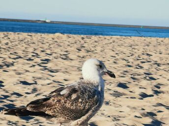 Wanderung am Ostsee-Strand | 5ÜF  