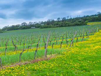 2 Tage - Auszeit vom Alltag in den Weinbergen - Saale Unstrut