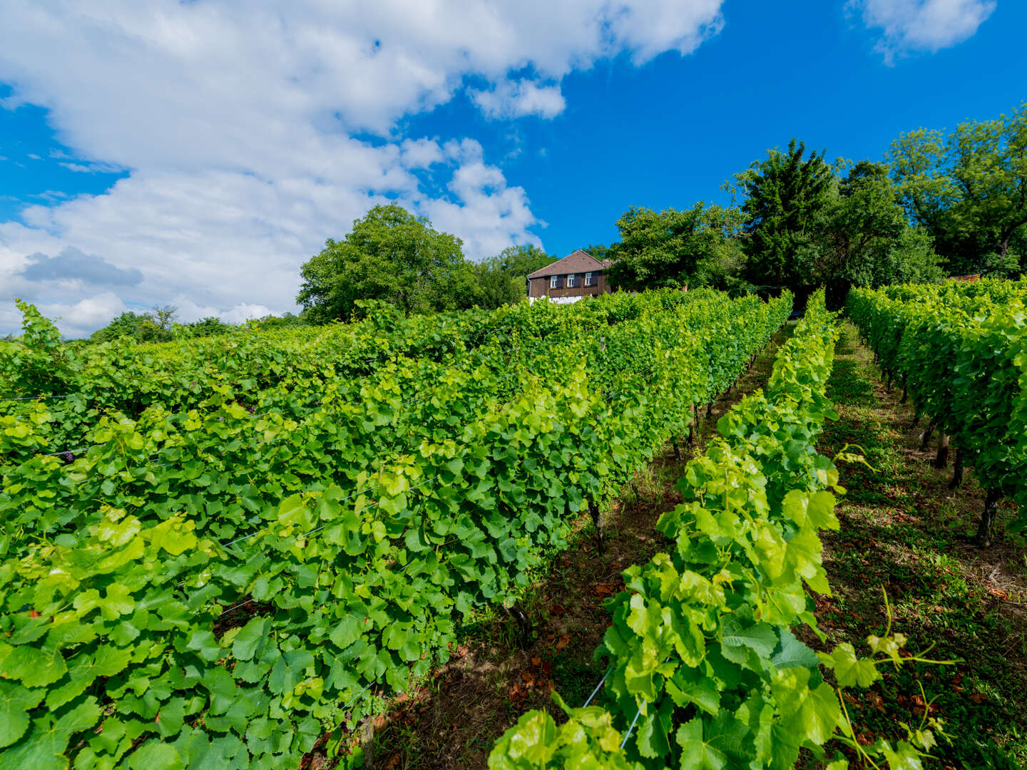 2 Tage - Auszeit vom Alltag in den Weinbergen - Saale Unstrut