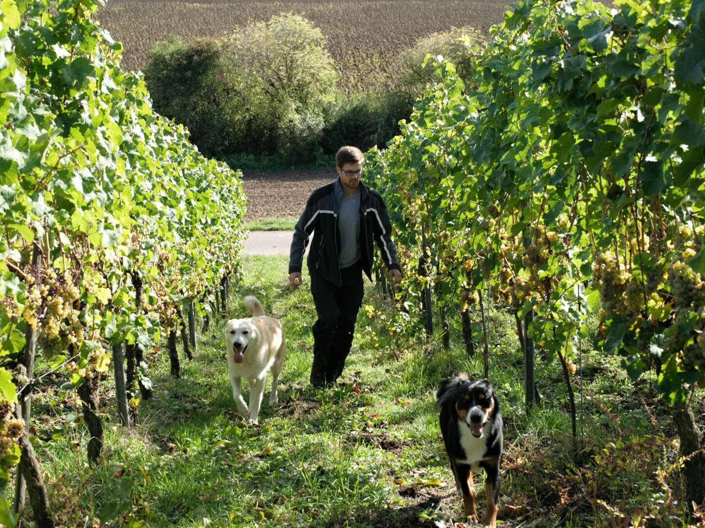 Weinwochenende mit Pferdekutsche / 4 Tage auf dem Weingut