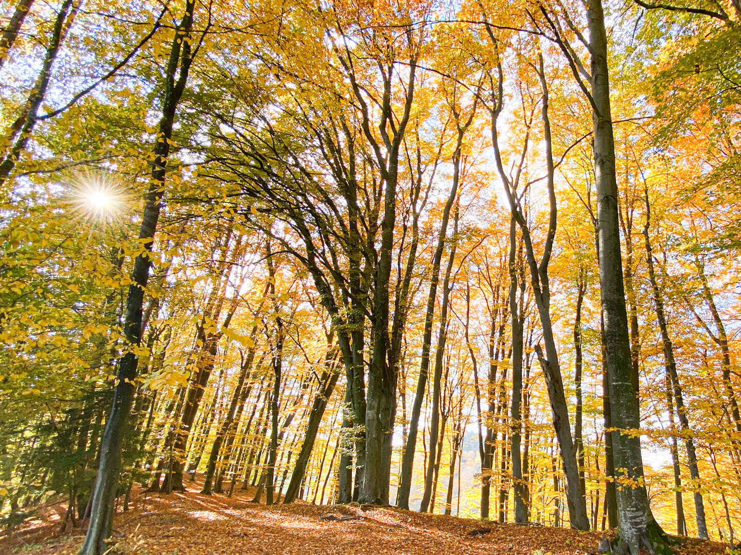 FASTEN - Unser Körper - Tempel der Seele HERBST