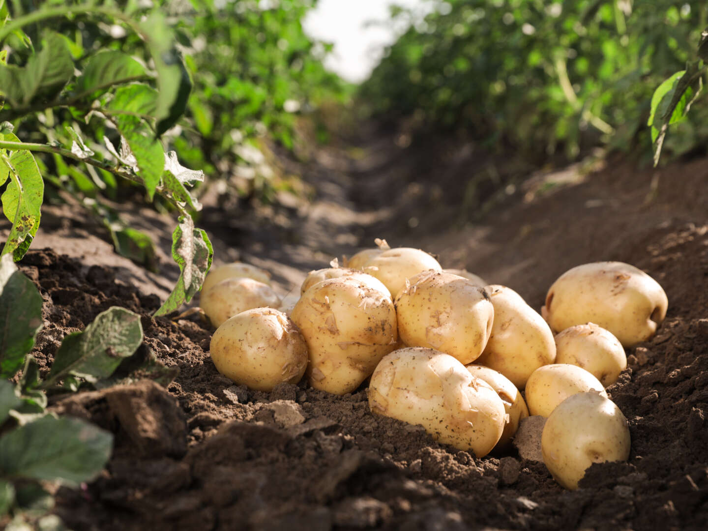 Kartoffelferien in Parchim mit Kartoffelfest am 13.10.2024