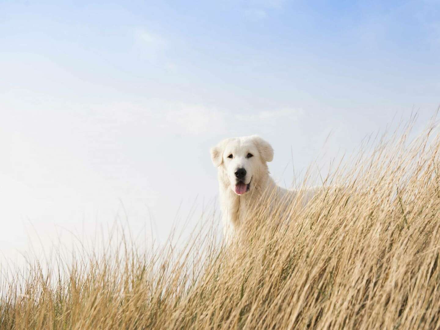 Ihre Wohlfühltage auf Sylt inkl. Wellness