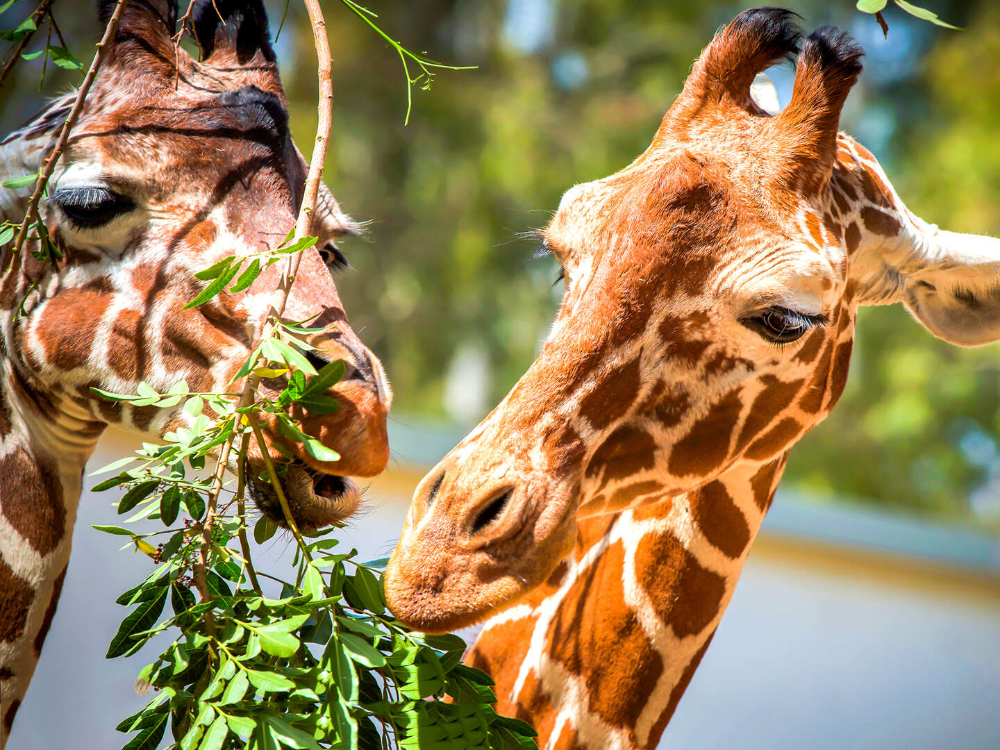 Familientag im Zoo Magdeburg | 4 Nächte